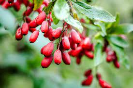 How Many Grams of Berberine do I Eat Daily to Treat Diabetes