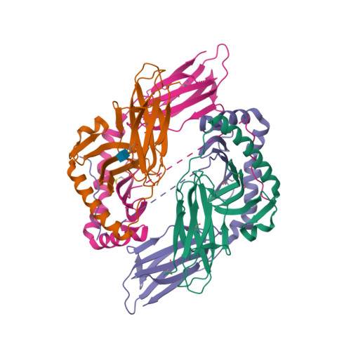 How HLA-DQ Gene Causes Type 1 Diabetes