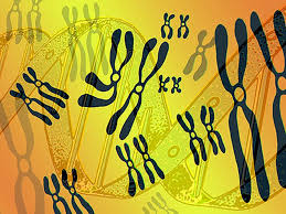 How Mutations in the HNF1A Gene Lead to Impaired Insulin Secretion