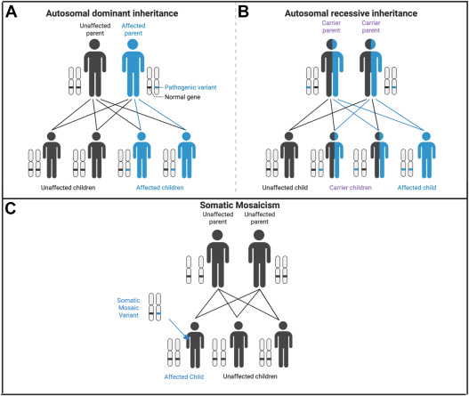 How Autosomal Inheritance Impacts MODY Gene Mutations