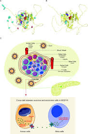 How Chromosomal Mutations Lead to MODY Gene Defects