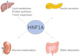 How HNF1A Gene Mutations Trigger MODY Diabetes