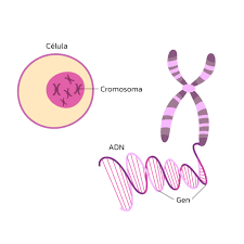 How Genetic Mutations in INS Cause Neonatal Diabetes