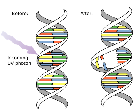 How INS Gene Mutations Impair Insulin Production in Neonates