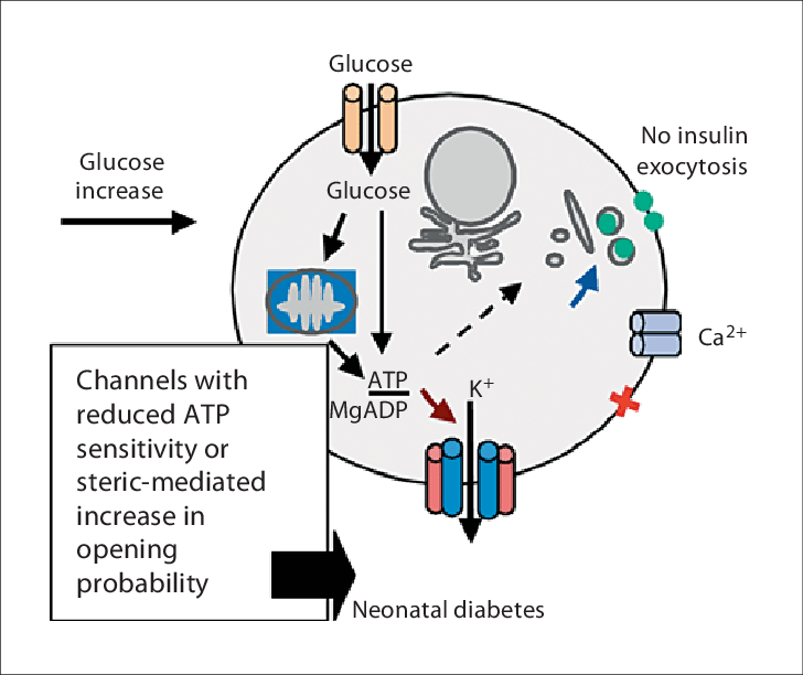 How KCNJ11 Mutations Disrupt Beta-Cell Function in Neonates