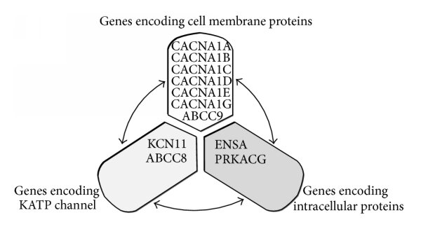 How Dominant Mutations in the KCNJ11 Gene Lead to Neonatal Diabetes