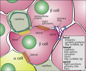 How Beta-Cell Mutations Cause MODY Diabetes