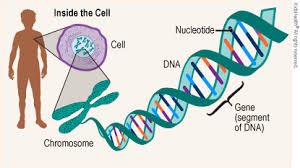 How Mutations in the INS Gene Impair Insulin Production in Neonates