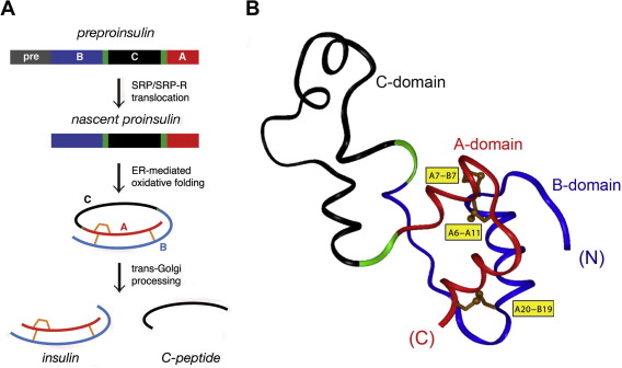 How Insulin Gene Mutations Disrupt Proinsulin Folding