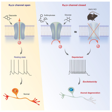 How Kir6.2 Mutations Disrupt Insulin Secretion