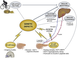 How Beta-Cell Dysfunction Triggers Neonatal Diabetes