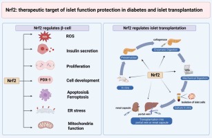 How Pancreatic Beta-Cell Mutations Trigger MODY Diabetes