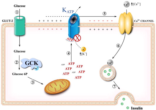 How KCNJ11 Mutations Impair ATP-Sensitive Potassium Channel Function