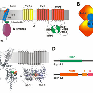 How ABCC8 Mutations Disrupt KATP Channel Function