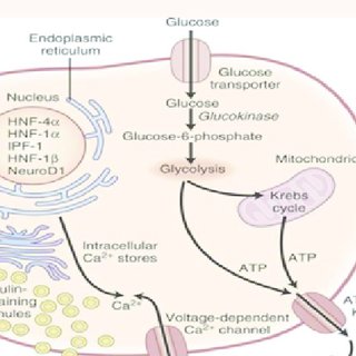 Genetic Basis of GCK-Related Neonatal Diabetes