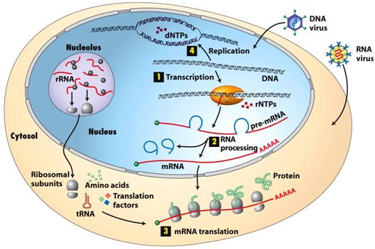 Genetic Mechanisms Underlying Rare Causes of Neonatal Diabetes