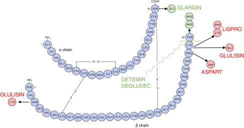 How Insulin Gene Mutations Contribute to MODY Diabetes