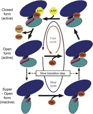 How Glucokinase Enzyme Mutations Contribute to MODY Diabetes