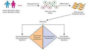 How Transcription Factors Regulate Insulin Gene Expression