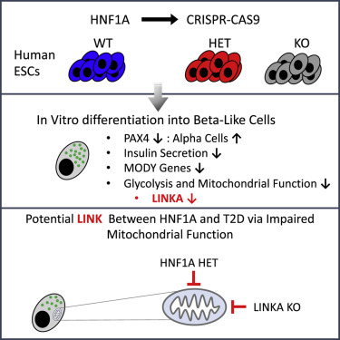 How HNF1A Mutations Impair Insulin Secretion