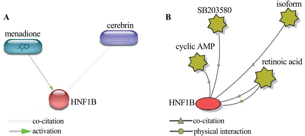 How HNF1B Mutations Impair Insulin Production