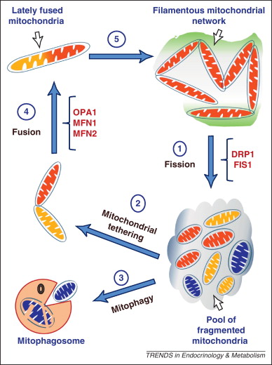 How Mitochondrial Dysfunction in Optic Atrophy Affects Beta-Cell Energy Production