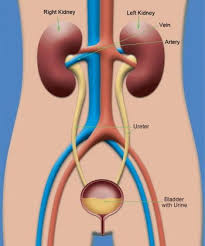 How Alström Syndrome Affects Kidney Function Over Time