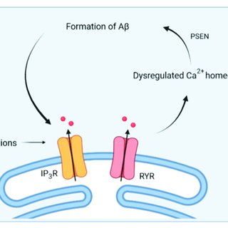 How WFS1 Mutations Disrupt Endoplasmic Reticulum (ER) Function in Wolfram Syndrome