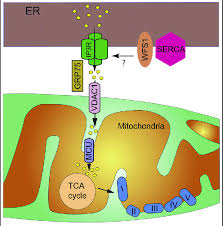 How WFS2 Mutations Impair Endoplasmic Reticulum (ER) Function in Wolfram Syndrome