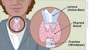 How Thyroid Dysfunction Contributes to Alström Syndrome