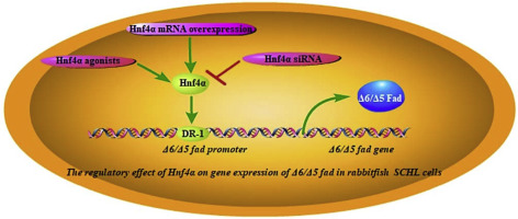 How HNF4A Mutations Impair Pancreatic Beta-Cell Development