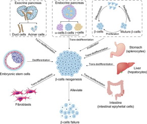 What is Beta-Cell Failure in the Context of LADA