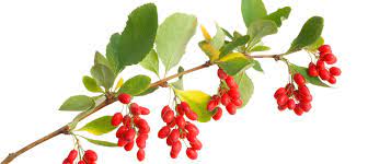 Scientific Study that Proves Berberine Helps Treat Type 2 Diabetes