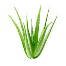 how aloe vera naturally treats type 1 and type 2 diabetes