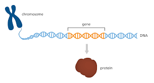link between HLA-DQ Genes and type 1 and type 2 diabetes