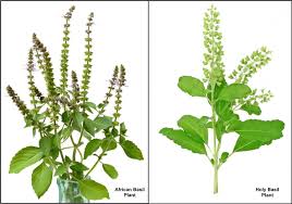 can holy basil really treat my type 2 diabetes