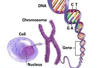 Is there anything you can do to Stop Your HLA-DQ Genes from Causing Type 1 Diabetes