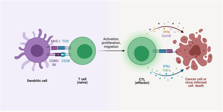 how T-Cells Breakdown the Immune Tolerance causing type 1 diabetes