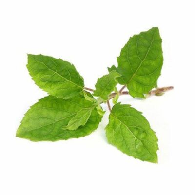 how holy basil stabilized blood sugar levels of people suffering from type 1 diabetes