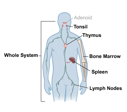 The Development of Autoimmune Diabetes in Children and Adults
