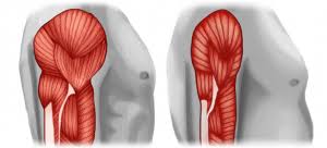 The Impact of Muscle Mass Loss on Insulin Sensitivity