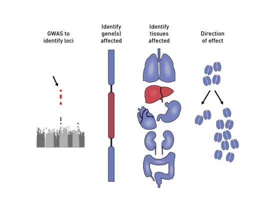 Scientific Evidence on Family History and type 2 Diabetes Risk