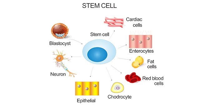 is Regenerating Pancreatic Cells for treating type 1 diabetes really possible