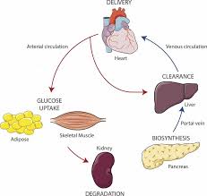The connection between type diabetes and insulin
