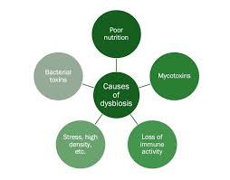 How Dysbiosis and Type 1 Diabetes Are Connected