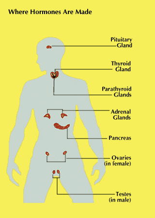 FAQs on Cystic Pancreatic Lesions and Diabetes