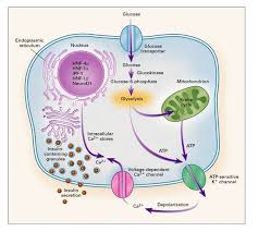FAQs on Insulin Gene Mutation & MODY diabetes