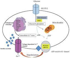 Beta-Cell Mutations and MODY