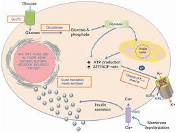 how and why Kir6.2 Mutations Disrupt Insulin Secretion causing neonatal diabetes