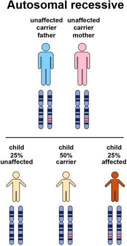 FAQs on Chromosomal Mutations and MODY Diabetes